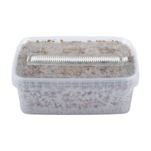 Short Dated Magic Mushroom Grow Kit