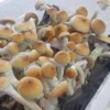creeper mushroom