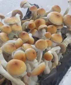 creeper mushroom