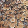 Costa Rica Mushroom Spores
