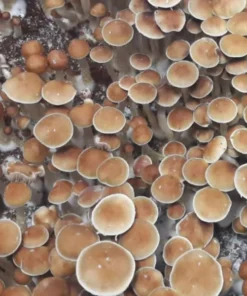 Costa Rica Mushroom Spores