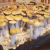 Ecuador Mushroom Spores