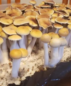 Ecuador Mushroom Spores
