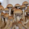 Golden Teacher Mushroom Spores