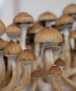 Golden Teacher Mushroom Spores