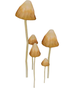 Liberty Cap Mushroom