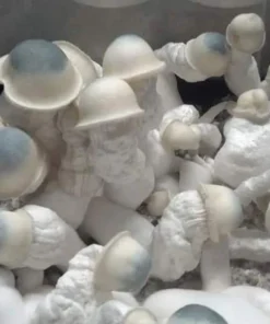 albino penis envy mushroom