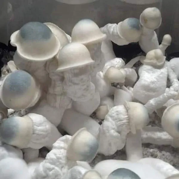 SHAMAN-APE-MUSHROOM-SPORES.webp albino penis envy mushroom