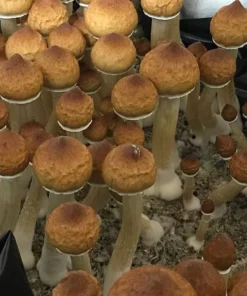 Burma Mushroom Spores