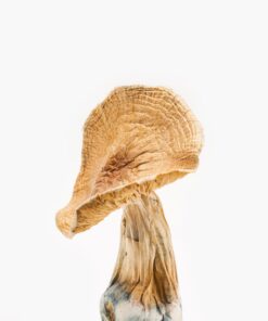 African Transkei Mushrooms