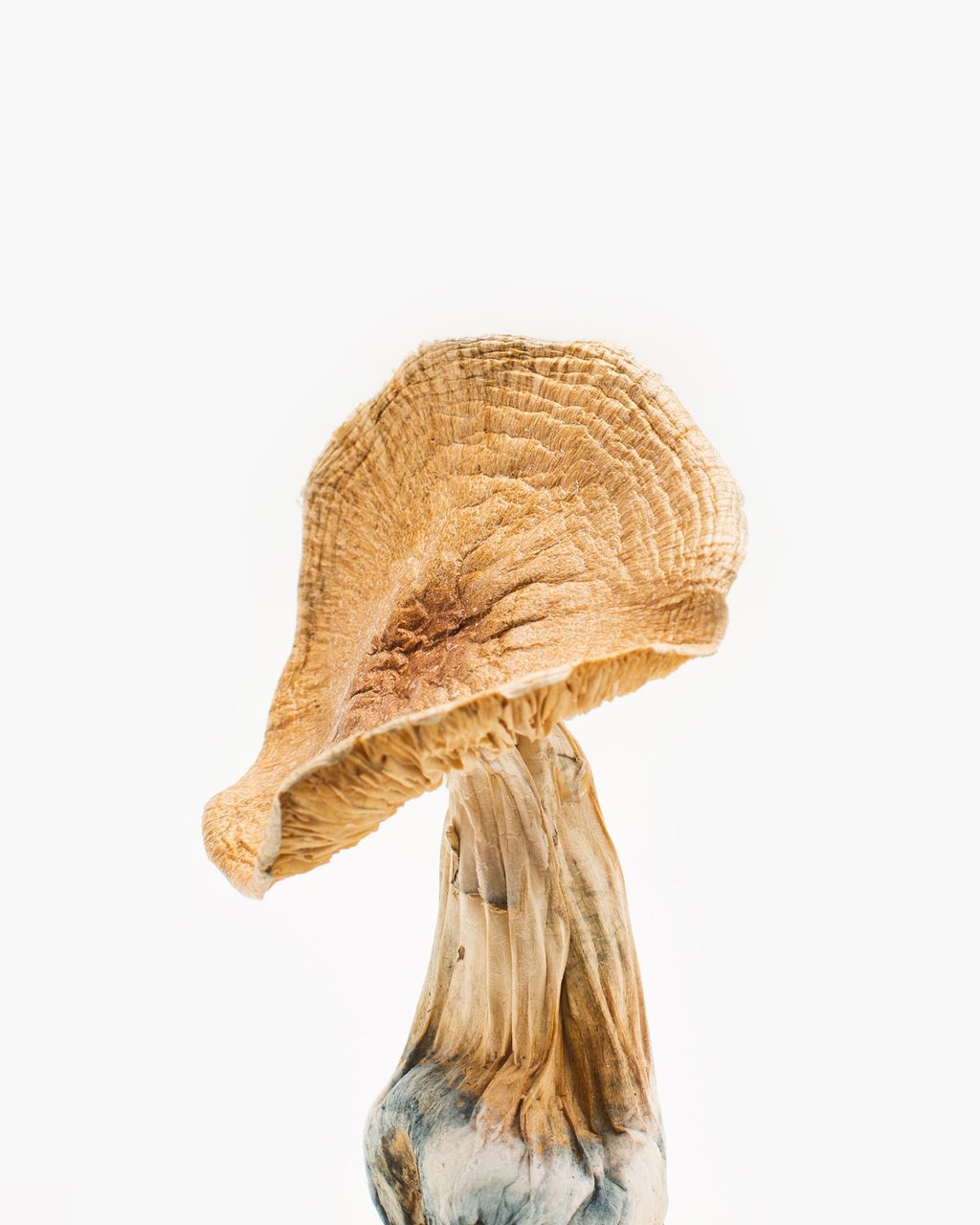 african-kobe-mushroom-1.jpg