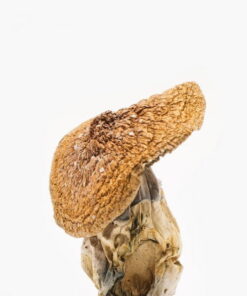 African Pyramid Mushroom