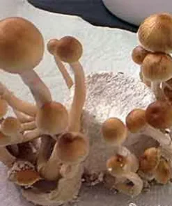 magic mushroom for sale