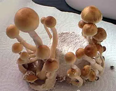 amazonian-mushroom-spores-psilocybe-cubensis.webp magic mushroom for sale