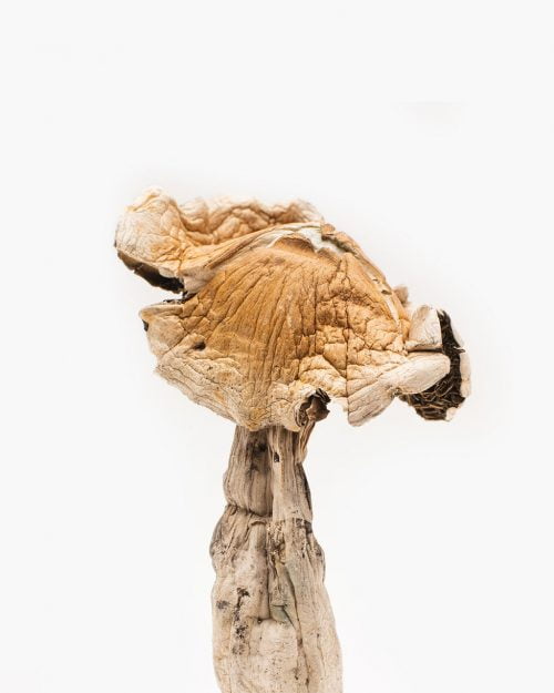 amazonian-mushroom.jpg