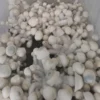 mushroom spore
