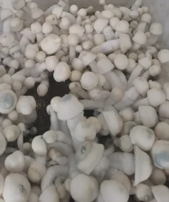 mushroom spore