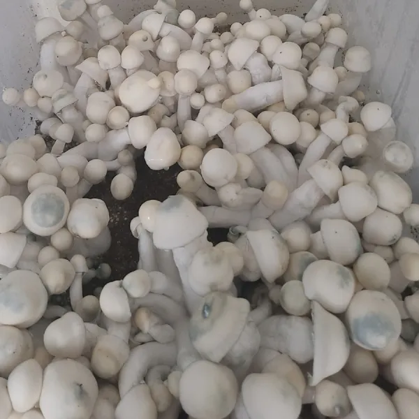 amvp-mushrooms.webp mushroom spore