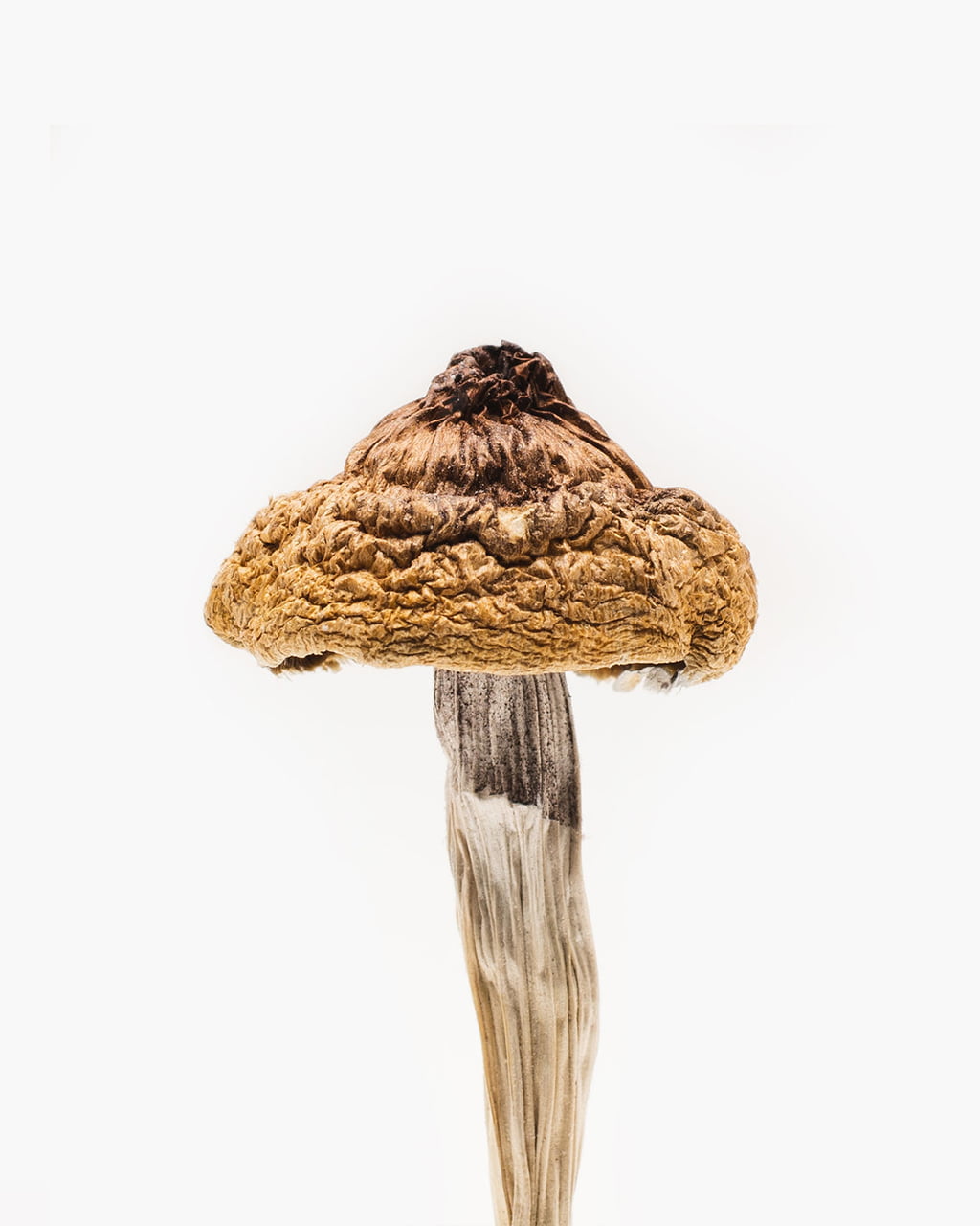 b-mushroom.jpg