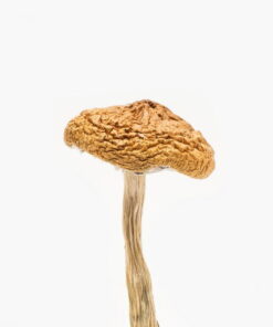 Mushroom British Columbia