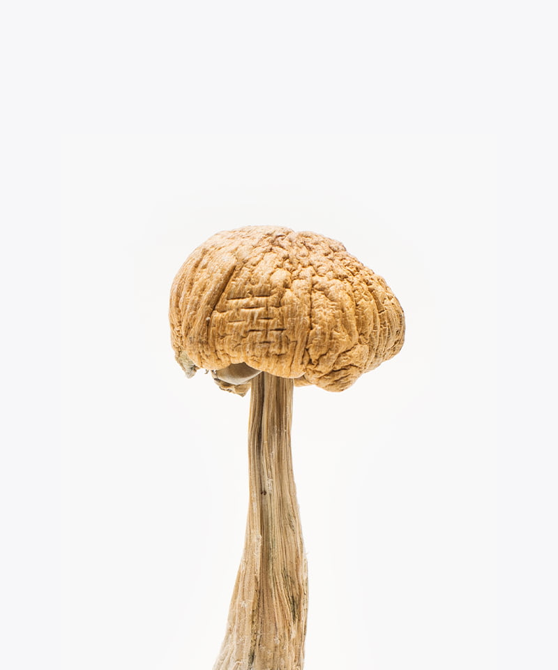 cexican-cubensis.jpg