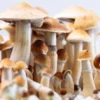 Fiji Island Mushroom Spores