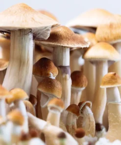 Fiji Island Mushroom Spores