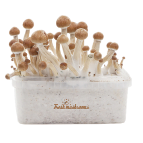 Buy Mushrooms Grow Kit