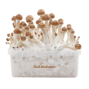 Fresh Mushrooms Grow Kit B+