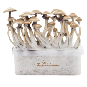 Fresh Mushrooms Grow Kit Golden Teacher