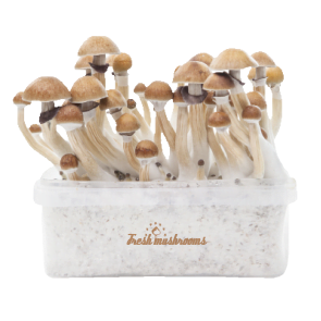 Where To Buy Fresh Mushrooms Grow Kit McKennaii