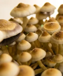 Gulf Coast Mushroom Spores