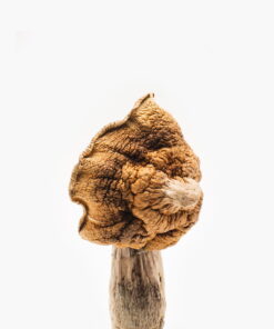 Koh Samui Super Mushroom