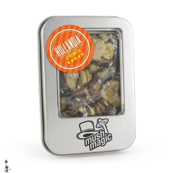 magic_mushrooms_truffles_psilocybe_hollandia truffles for sale online
