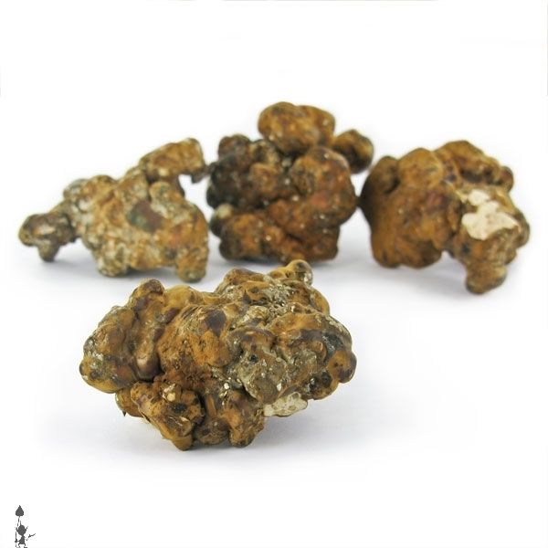 kosmic_kitchen_magic_mushrooms_truffles_psilocybe_hollandia_2