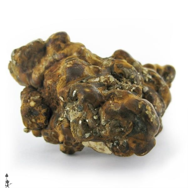 kosmic_kitchen_magic_mushrooms_truffles_psilocybe_hollandia_3