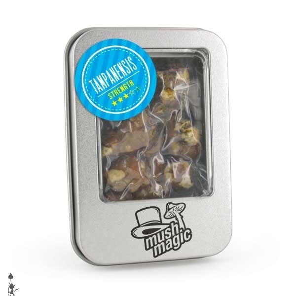 magic_mushrooms_truffles_psilocybe_tampanensis truffles for sale