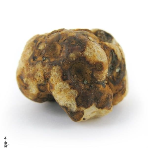 kosmic_kitchen_magic_mushrooms_truffles_psilocybe_tampanensis_4