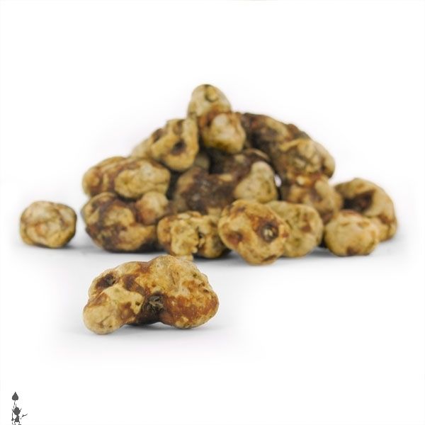 kosmic_kitchen_magic_mushrooms_truffles_psilocybe_tampanensis_5