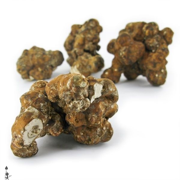 magic_mushrooms_truffles_psilocybe_utopia_2