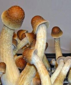 penis envy spores