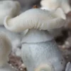 mushroom spores for sale