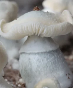 mushroom spores for sale