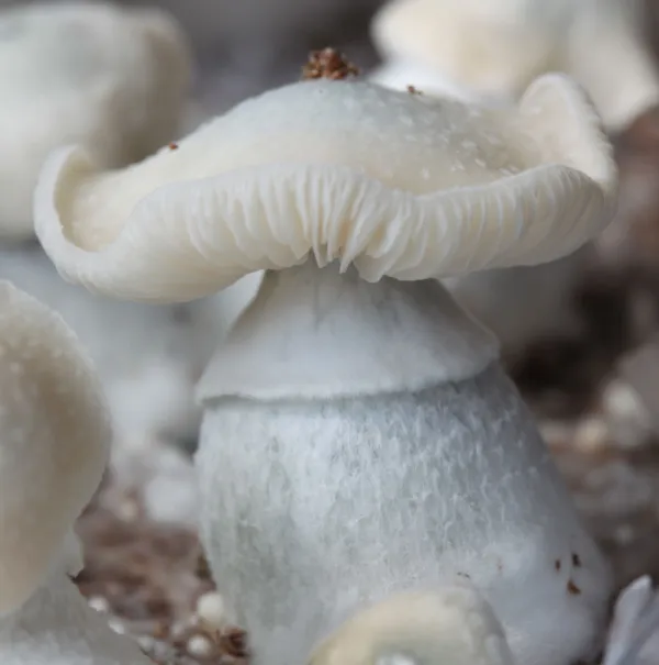 shaman-GHOST.webp mushroom spores for sale