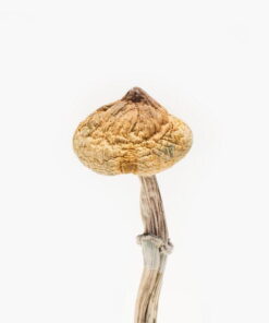 Super Thai Mushroom