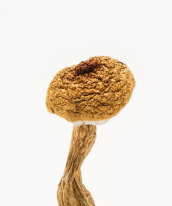 Texas Penis Envy 6  Mushrooms